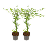 Japanese Maple - Acer Palmatum 'Emerald Lace' - Height 60-70cm - ⌀19cm | Set-of-2 | Green