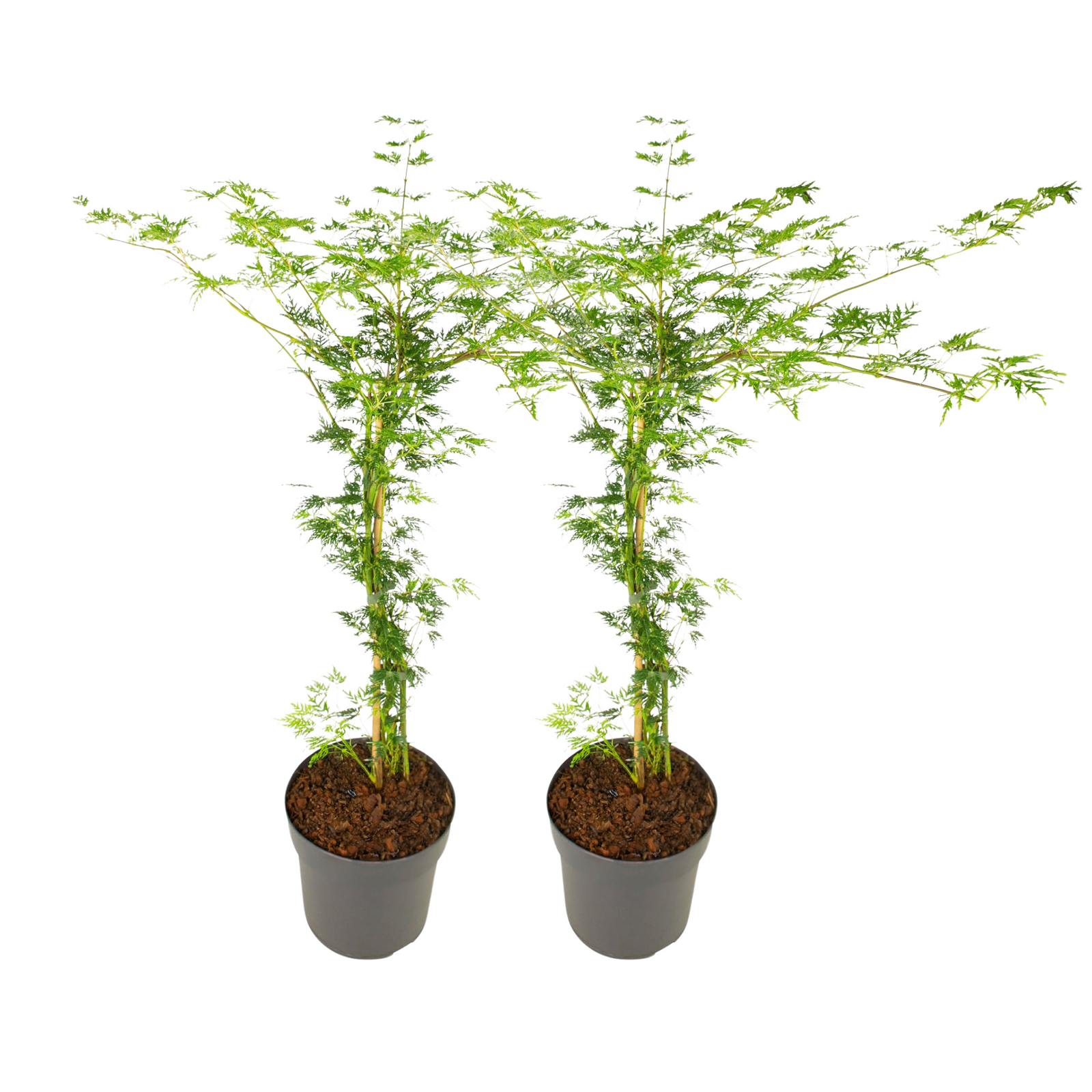 Japanese Maple - Acer Palmatum 'Emerald Lace' - Height 60-70cm - ⌀19cm | Set-of-2 | Green