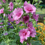 Lavatera 'princess Pink' Double-flowered Shrub Plant | Set of 1