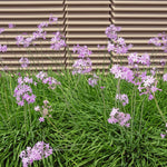 Tulbaghia Hybrida Ashanti - Society Garlic Set Of 3 In 9cm Pots