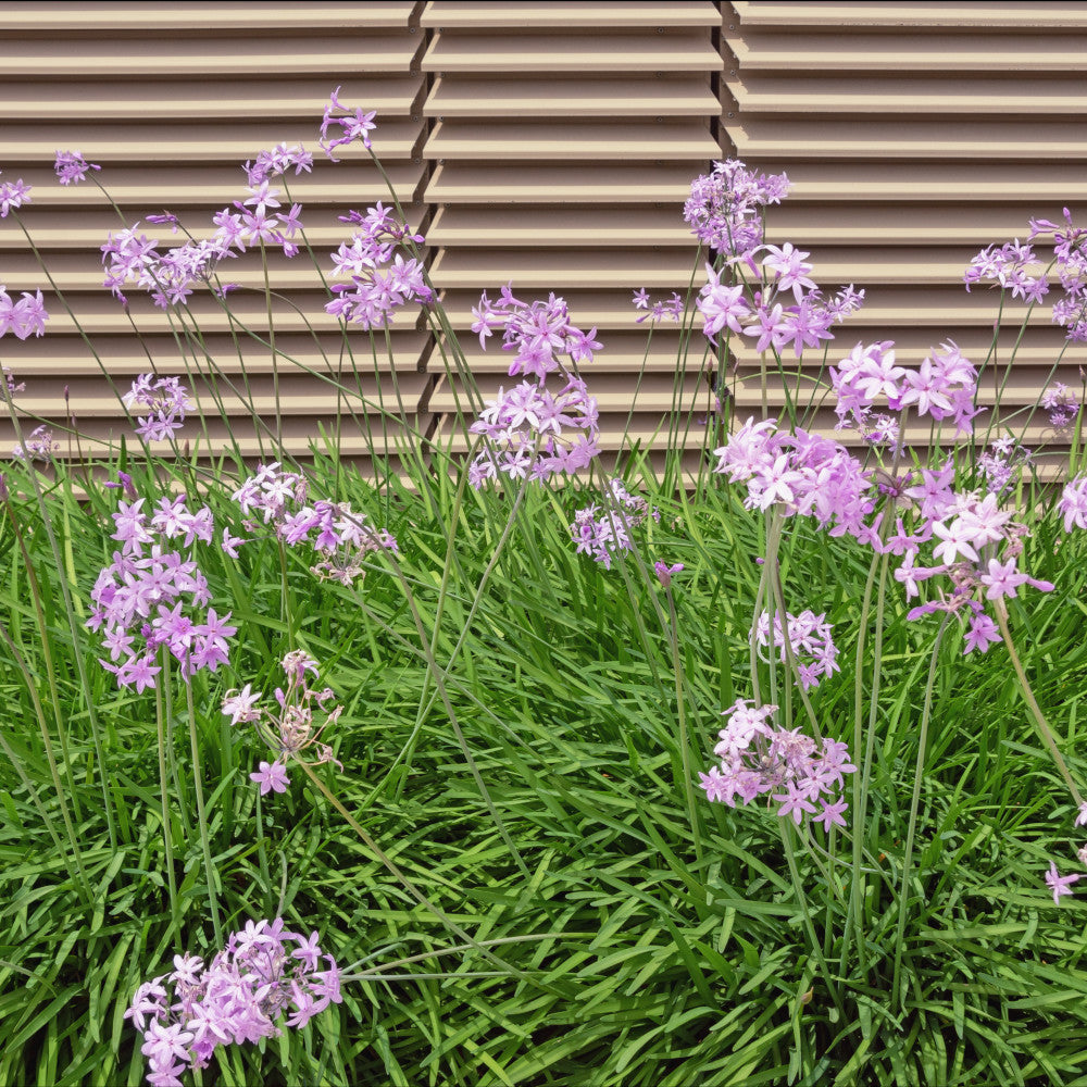 Tulbaghia Hybrida Ashanti - Society Garlic Set Of 3 In 9cm Pots