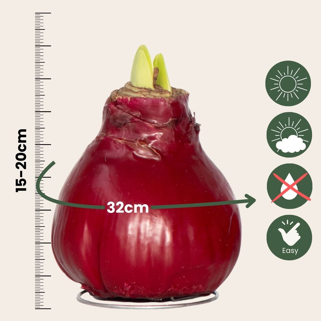 Amaryllis - Hippeastrum 'wax Bordeaux' - Flower Bulb - Red