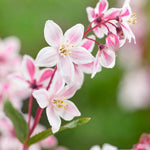 Deutzia Tokyo Delight - Bicoloured Scented Blooms - 1 x 9cm pot | 1 x 9cm | Pink