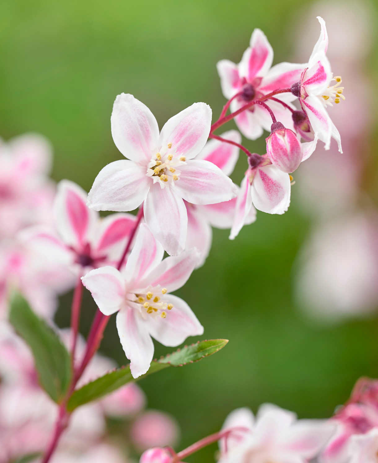 Deutzia Tokyo Delight - Bicoloured Scented Blooms - 1 x 9cm pot | 1 x 9cm | Pink