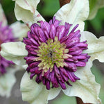 Hayloft Clematis ‘viennetta’ - 7cm pots
