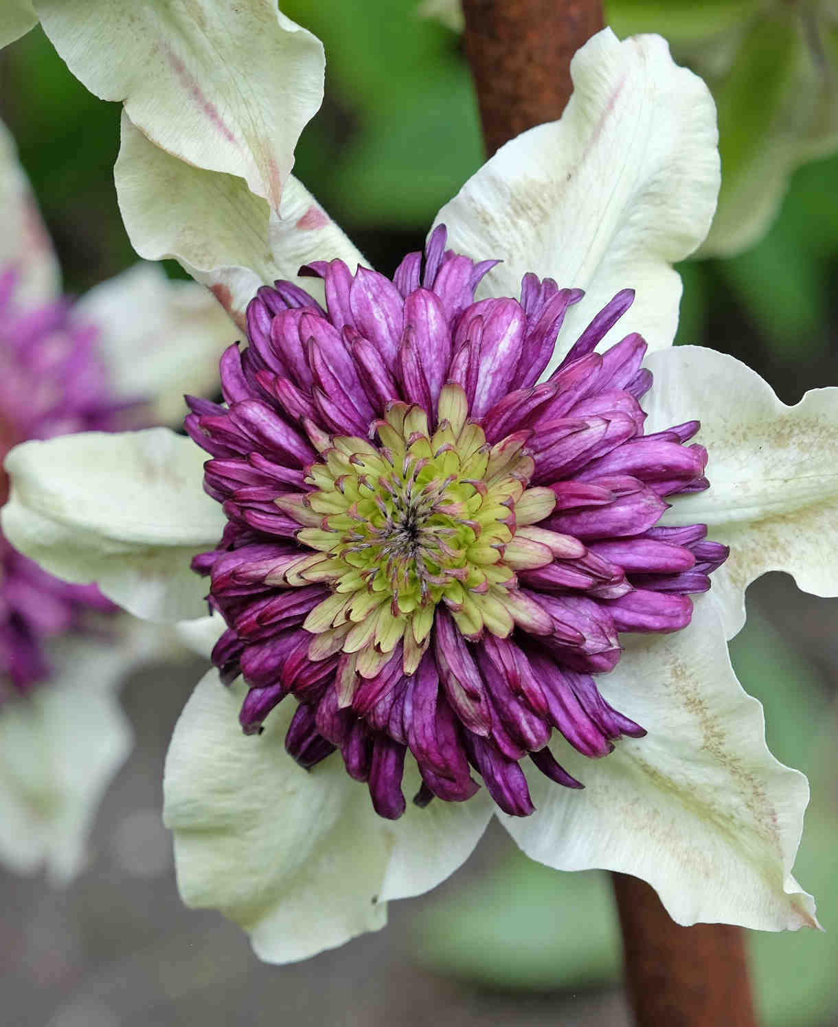 Hayloft Clematis ‘viennetta’ - 7cm pots