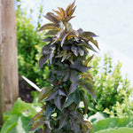 Sambucus Nigra 'black Tower' Narrow Upright Elder (dark Burgundy Foliage) | 1 x 3L | Pink & Black