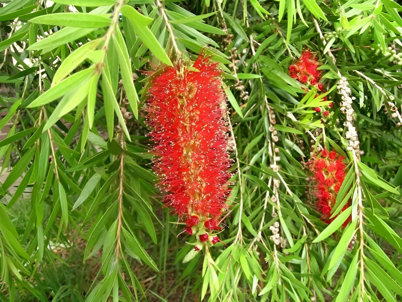 Callistemon Ridgitus Red Bottle Brush Evergreen Garden Shrub Plants Pack Of 3