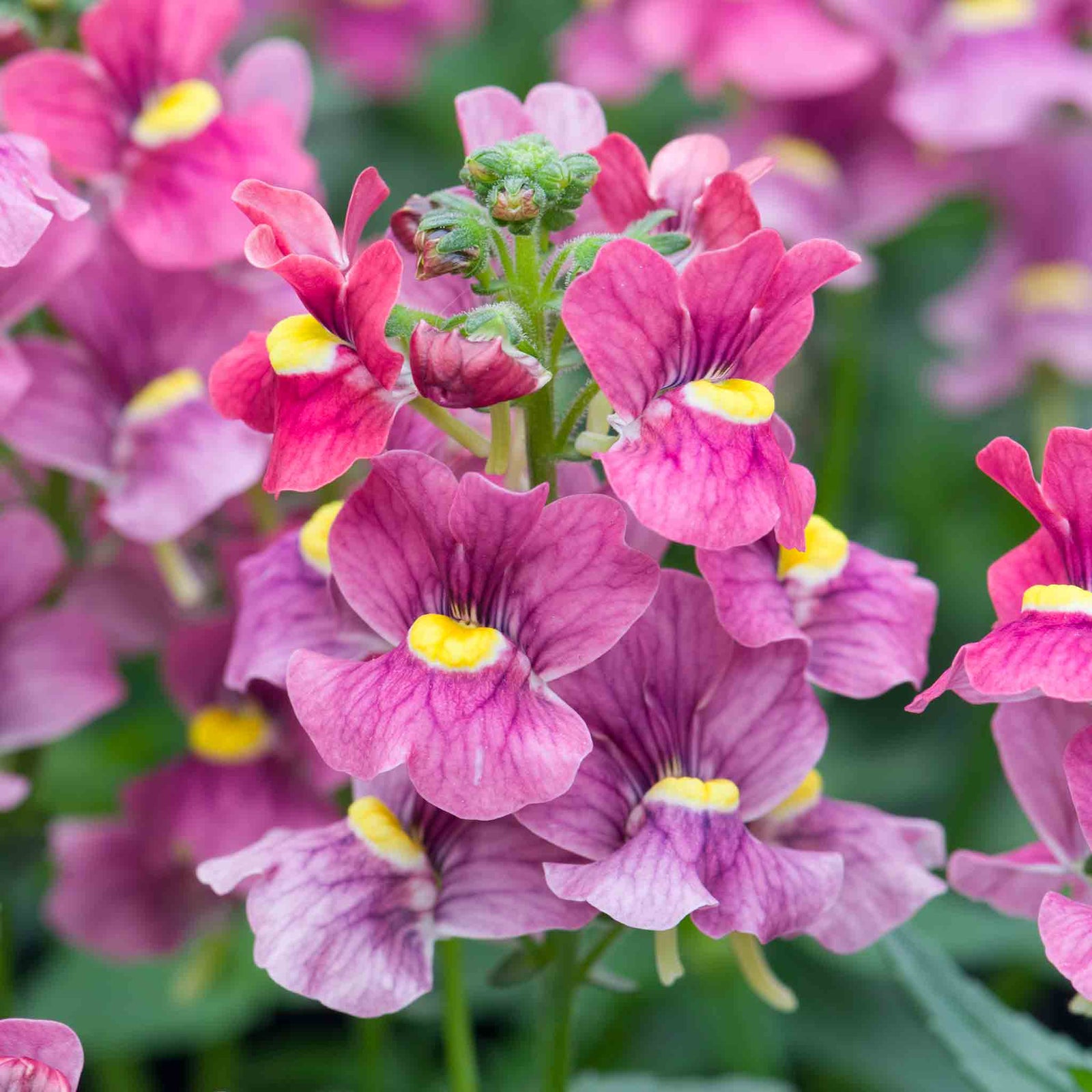 Nemesia 'melody Raspberry' - Raspberry-pink Bedding Plant | 6 x Plug Plants | Raspberry