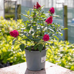 Buddleja 'butterfly Candy Little Ruby' Dwarf Butterfly Bush | 3 x 9cm | Pink