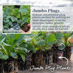 Helleborus 'ice N Roses Rose' Winter-flowering Shade Perennial | 3 x Jumbo Plugs | Multi