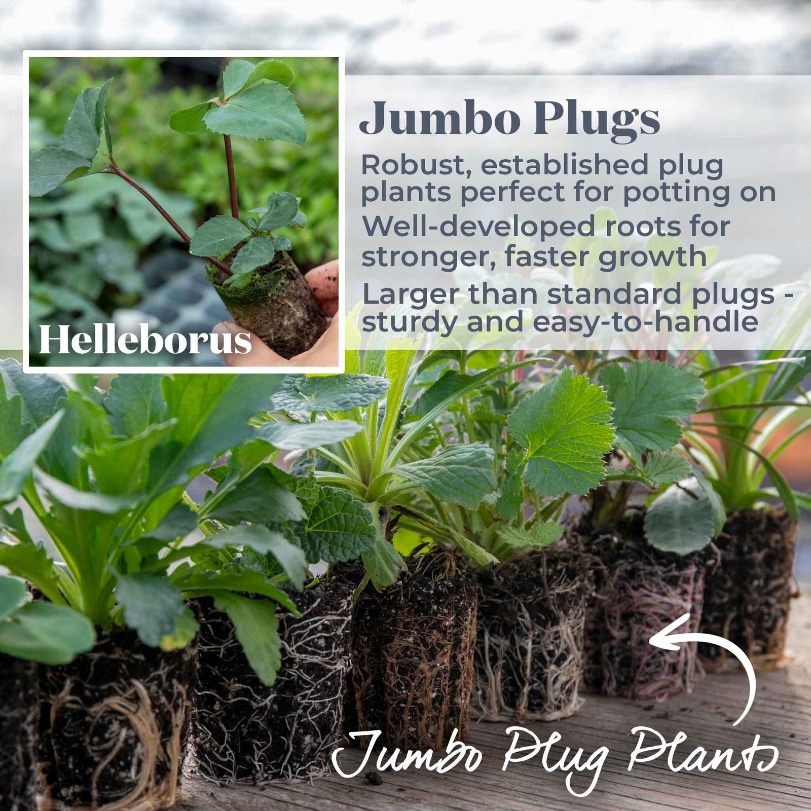 Helleborus 'ice N Roses Rose' Winter-flowering Shade Perennial | 6 x Jumbo Plugs | Multi