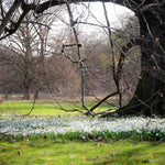 Common Snowdrop (galanthus Nivalis) In The Green | 25 x Bulbs | Multi