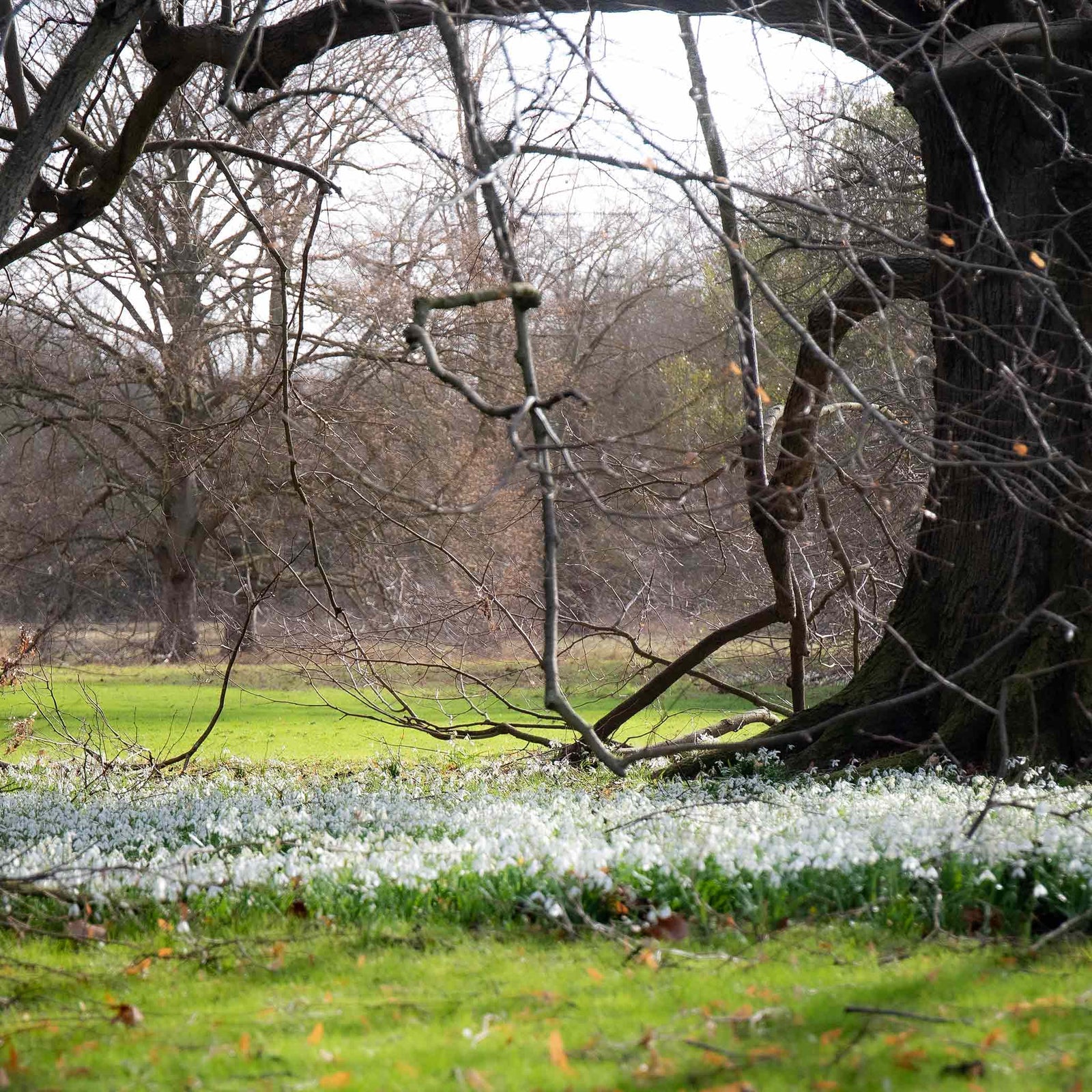 Common Snowdrop (galanthus Nivalis) In The Green | 25 x Bulbs | Multi