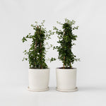 Californian Lilac - 2 Pcs. - Ceanothus Thyrsiflorus Repens - H60-70cm - ⌀17cm | Set-of-2 | Blue