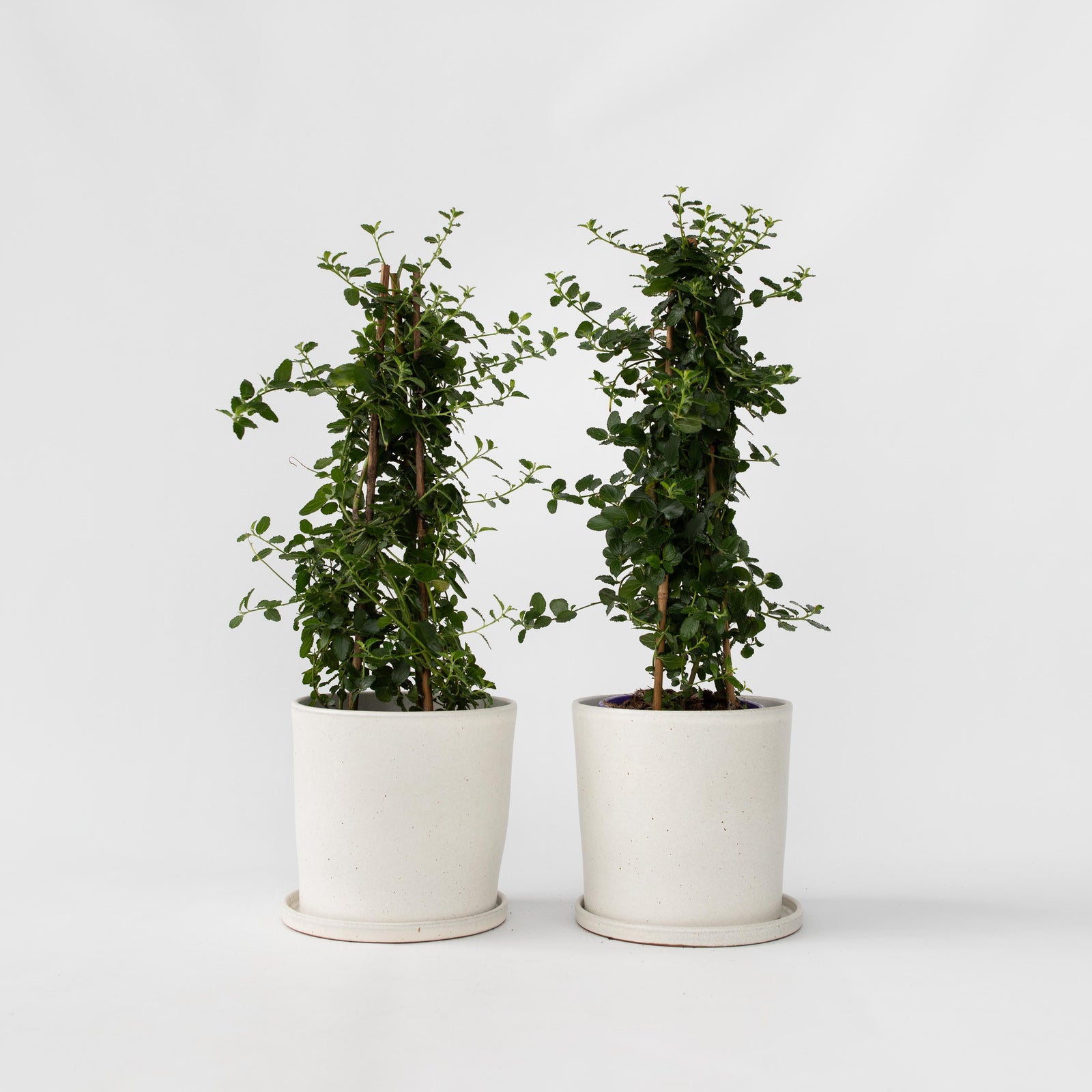 Californian Lilac - 2 Pcs. - Ceanothus Thyrsiflorus Repens - H60-70cm - ⌀17cm | Set-of-2 | Blue