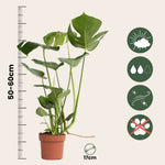 Swiss Cheese Plant - Monstera Deliciosa - Height 50-60cm - ⌀17cm | Set of 1 | Green