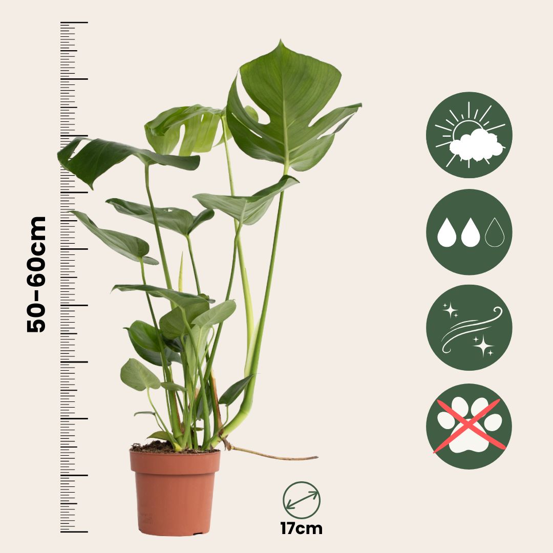 Swiss Cheese Plant - Monstera Deliciosa - Height 50-60cm - ⌀17cm | Set of 1 | Green