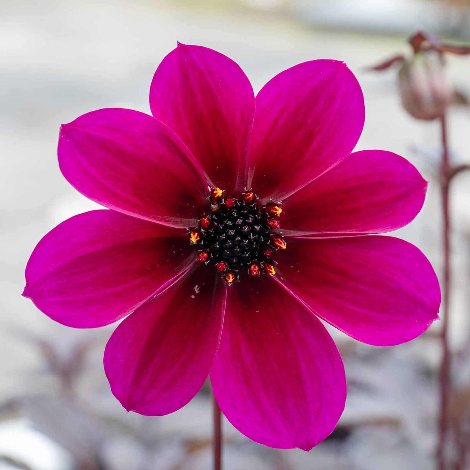 Dahlia 'mystic Wizard' - Magenta Single Flowers, Mahogany Foliage | 6 x Jumbo Plugs
