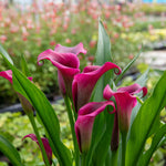 Zantedeschia 'royal Valentine' 2l - Deep Red Hooded Flowers | Set-of-1 | Purple & Green