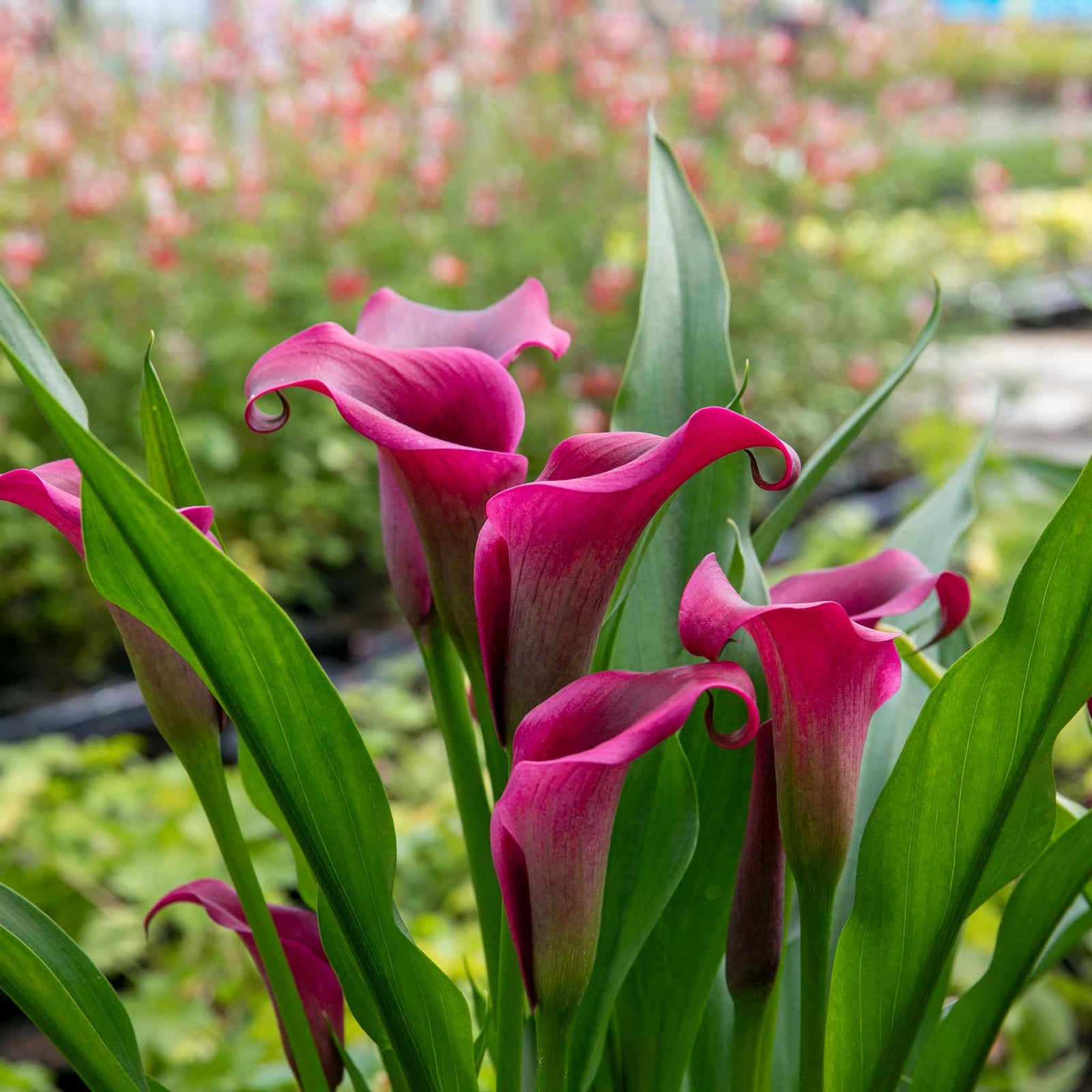 Zantedeschia 'royal Valentine' 2l - Deep Red Hooded Flowers | Set-of-1 | Purple & Green