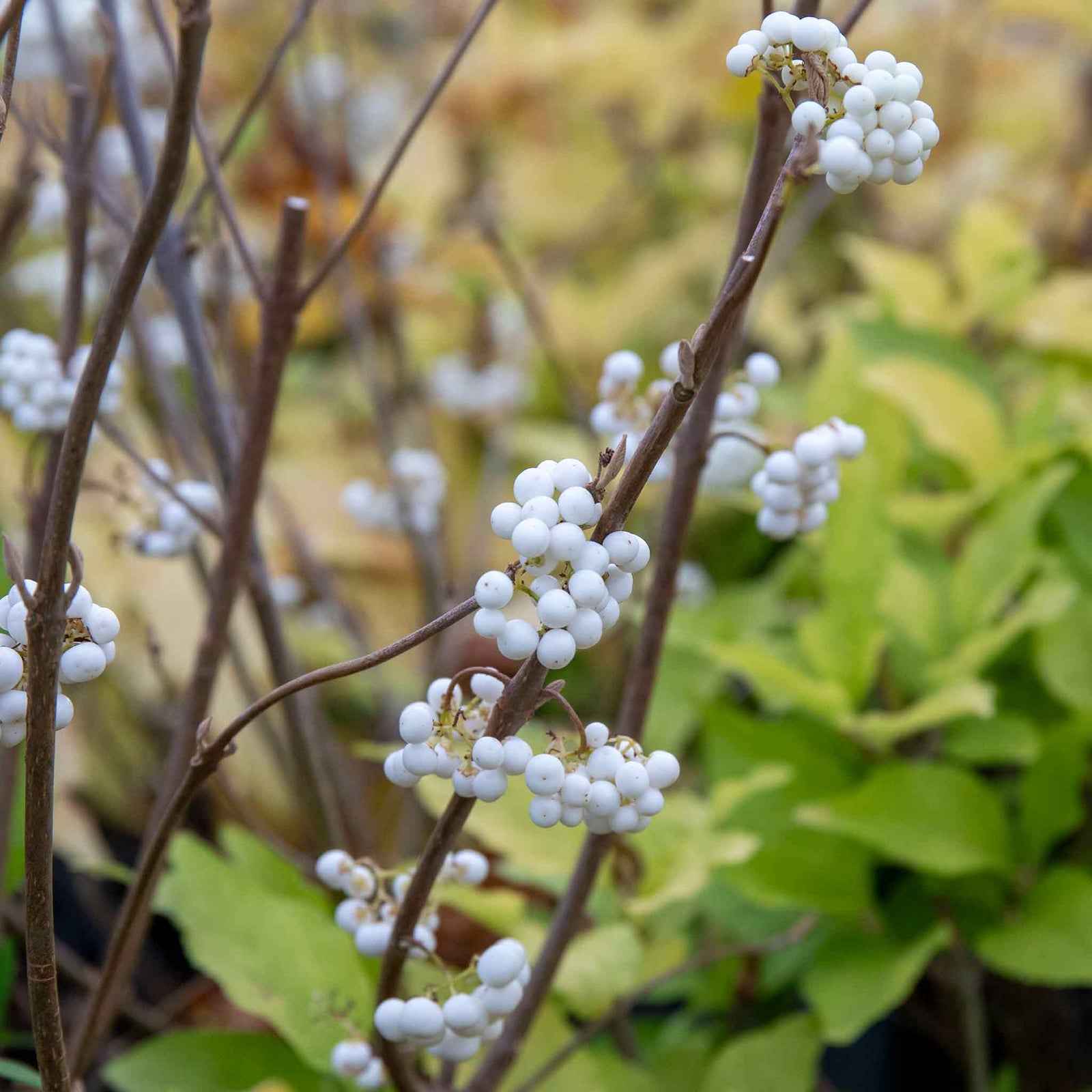 Callicarpa Bodinieri 'snowqueen' Shrub | 1 x 3L | White