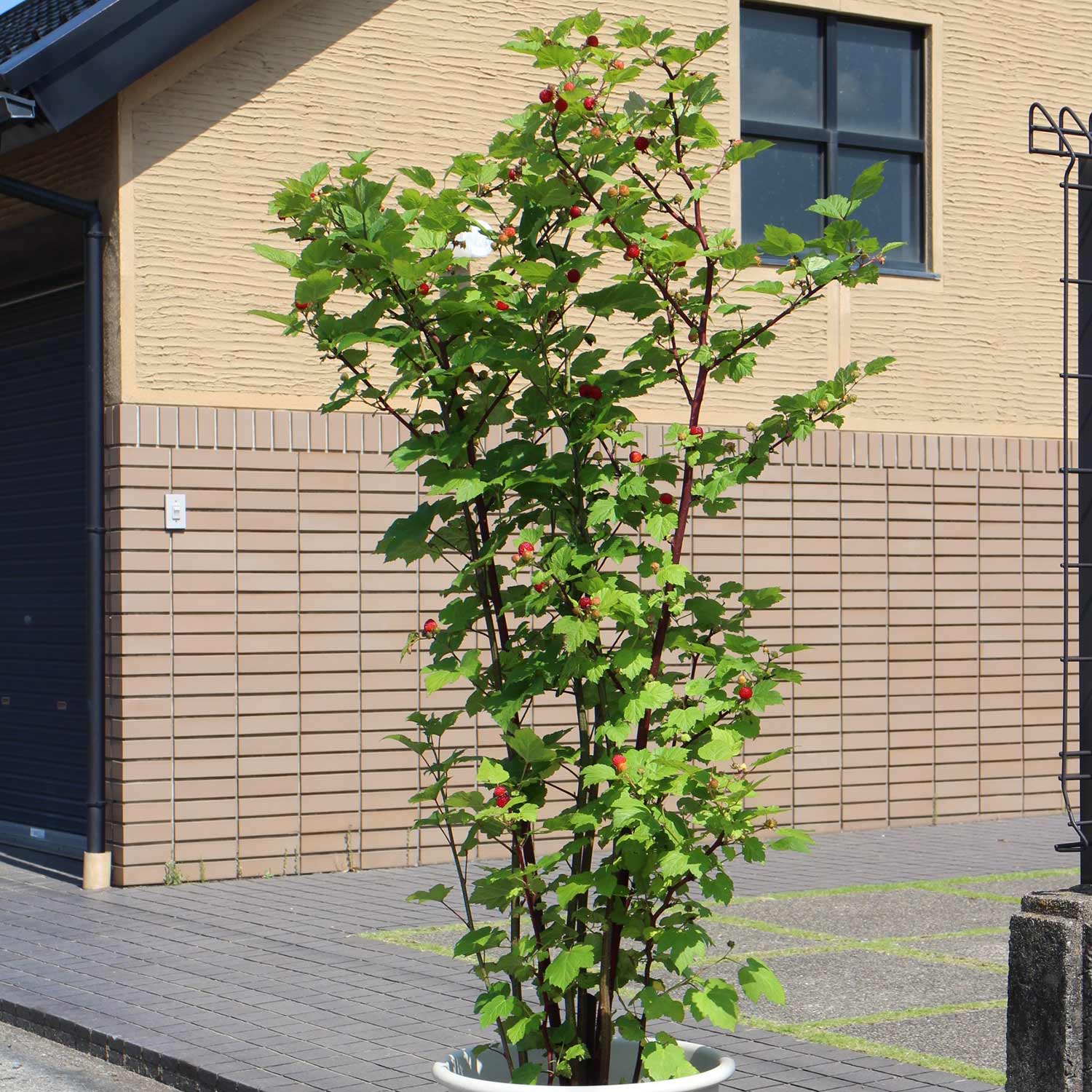 Raspberry 'tower' Plant - Upright Patio Raspberry | 1 x 3L