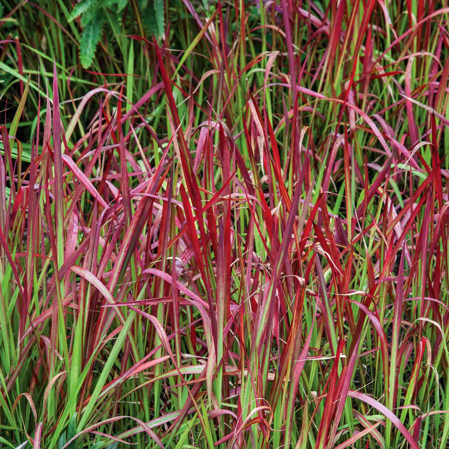 Imperata Cylindrica 'red Baron' 2l Plant | 1 x 2L | Multi