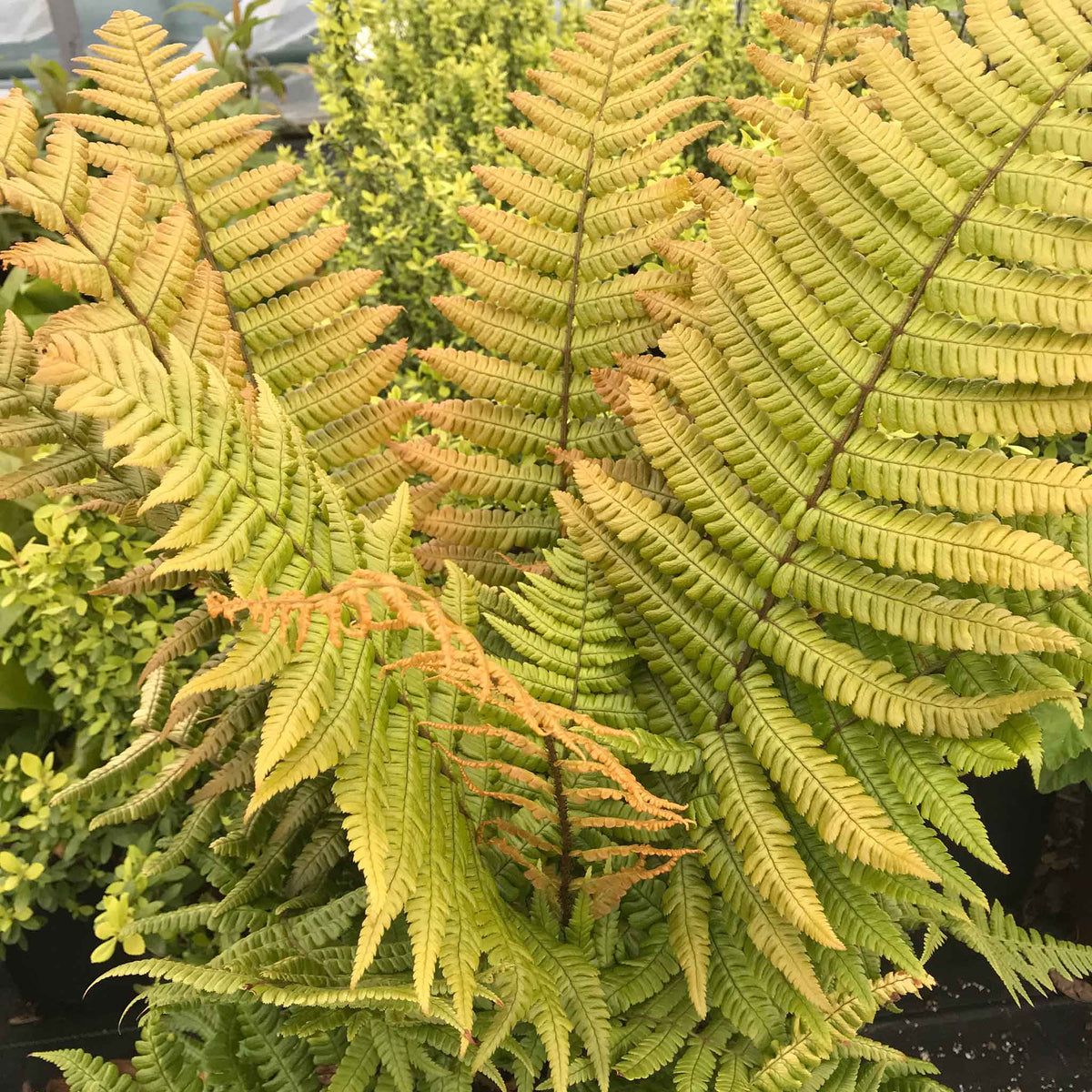 Dryopteris 'jurassic Gold' Fern | Set of 1 | Yellow