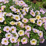 Calibrachoa 'can Can Fancy Francy' | 12 x Plug Plants | Pink