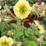 Hayloft Geum Lisanne - An Eye-catching Garden Accent, Attracting Pollinators - 3 x 9cm pot