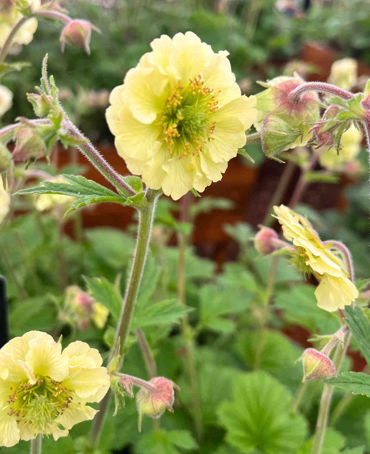 Hayloft Geum Lisanne - An Eye-catching Garden Accent, Attracting Pollinators - 3 x 9cm pot