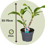 Frangipani - Plumeria Rubra 'pink' - Height 55-70cm - ⌀17cm | Set of 1 | Pink