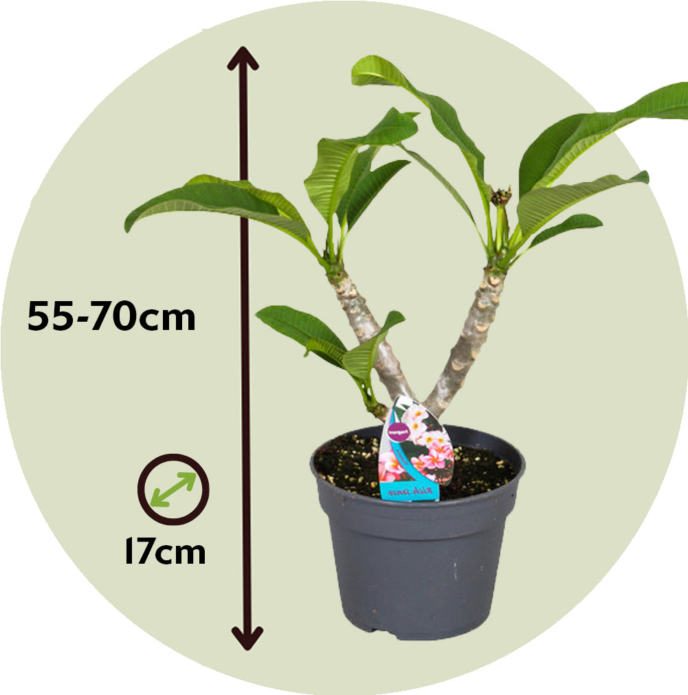 Frangipani - Plumeria Rubra 'pink' - Height 55-70cm - ⌀17cm | Set of 1 | Pink