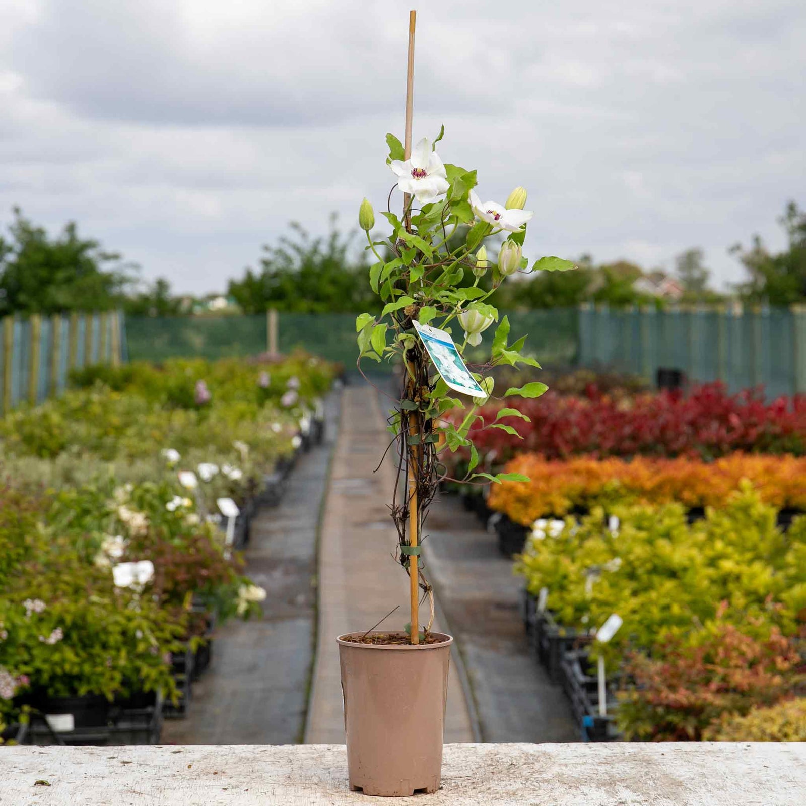 Clematis Miss Bateman Hardy White Climber | 1 x 2L | Green & White