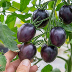 Cordon Tomato 'black Moon' Dark-skinned Plum 9cm Plants | Set of 3