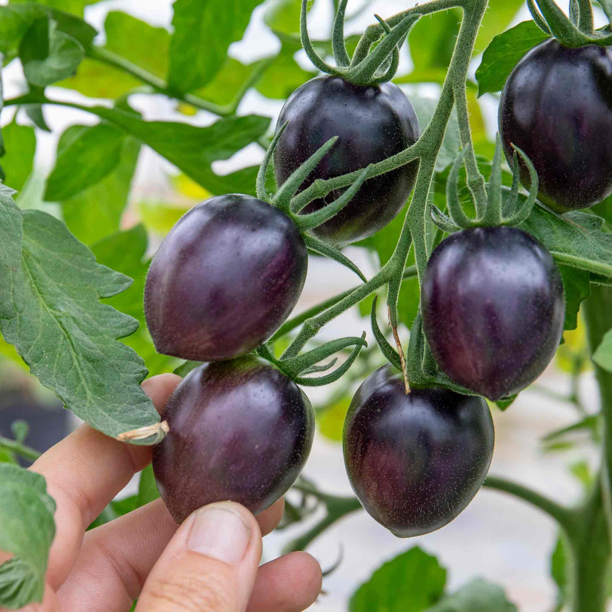 Cordon Tomato 'black Moon' Dark-skinned Plum Jumbo Plugs | Set of 3