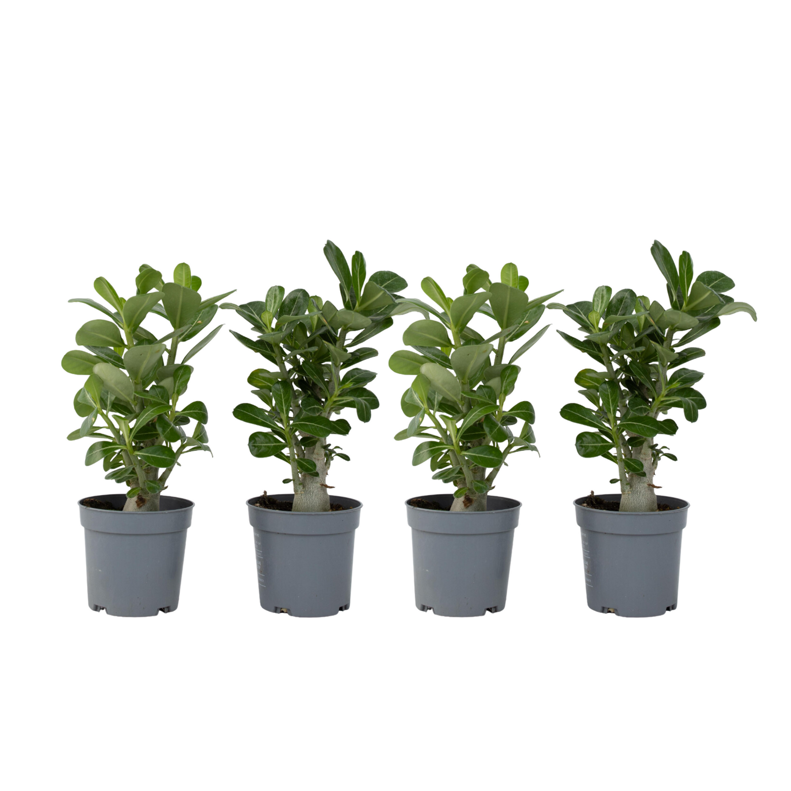 Desert Rose - 4 Pcs. - Adenium Obesum - Height 25-40cm - ⌀10,5cm | Set of 4 | Pink