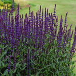 Salvia Nemorosa 'caradonna' Hardy Perennial | 3 x Jumbo Plugs | Multi