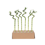 Lucky Bamboo - 12 Pcs. - Dracaena Sanderiana - Height 40-50cm - ⌀2cm | Green