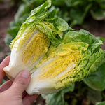 Little Gem Lettuce Garden-ready | 12 x Plug Plants | Green