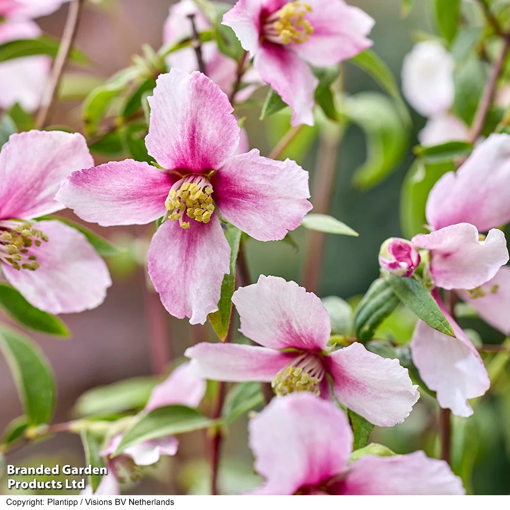 Philadelphus Petite Perfume Pink 9cm Pot | Set of 2