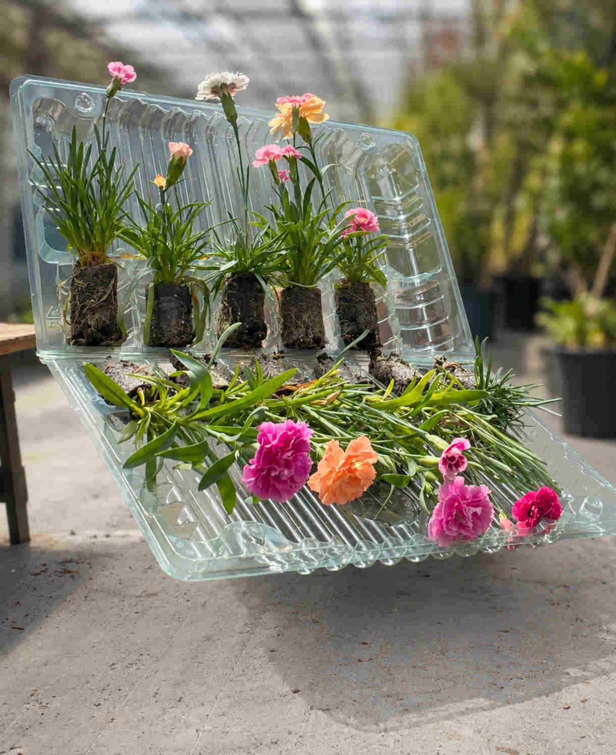 Dianthus Mix - Plug Plants | 15 x Plug Plants | Multi