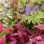 Heuchera 'wild Rose', Rose-purple Foliage And Rose-pink Summer Blooms | 1 x 9cm | Multi