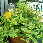 Hypericum X Moserianum Little Misstery - Unusual Variegated Variety - 9cm pot | 1 x 9cm | Yellow