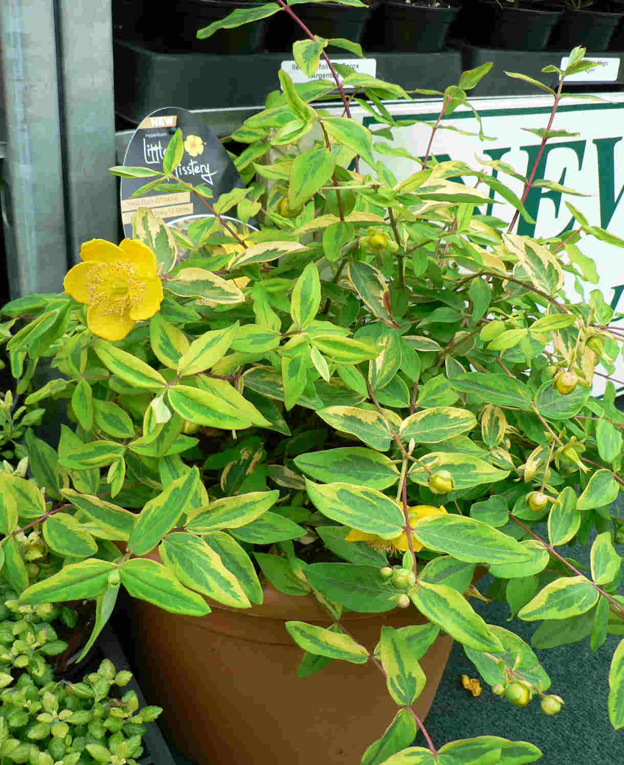 Hypericum X Moserianum Little Misstery - Unusual Variegated Variety - 9cm pot | 1 x 9cm | Yellow