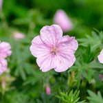 Geranium Sanguineum Striatum | 3 x Plug Plants | Pink