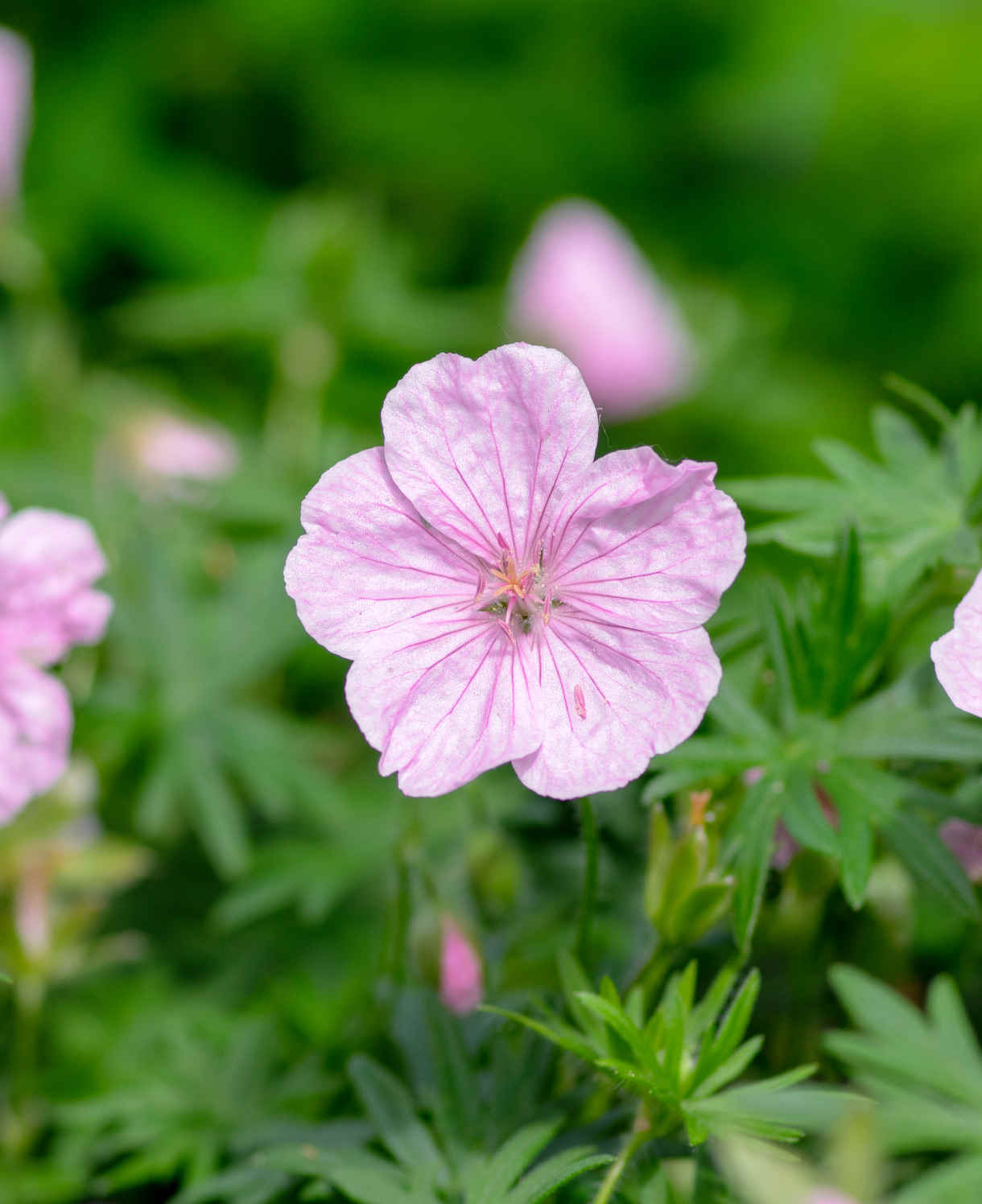 Geranium Sanguineum Striatum | 3 x Bare Root | Pink