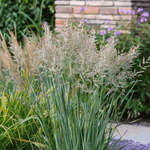 Switch Grass - Panicum Virgatum 'heavy Metal' - Height 40-60cm - ⌀23cm | Set of 1 | Green