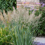 Switch Grass - Panicum Virgatum 'heavy Metal' - Height 40-60cm - ⌀23cm | Set-of-1 | Green